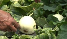 济宁吃瓜金乡网红,揭秘金乡美食与网络传播的魅力”